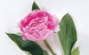 Flower pinky